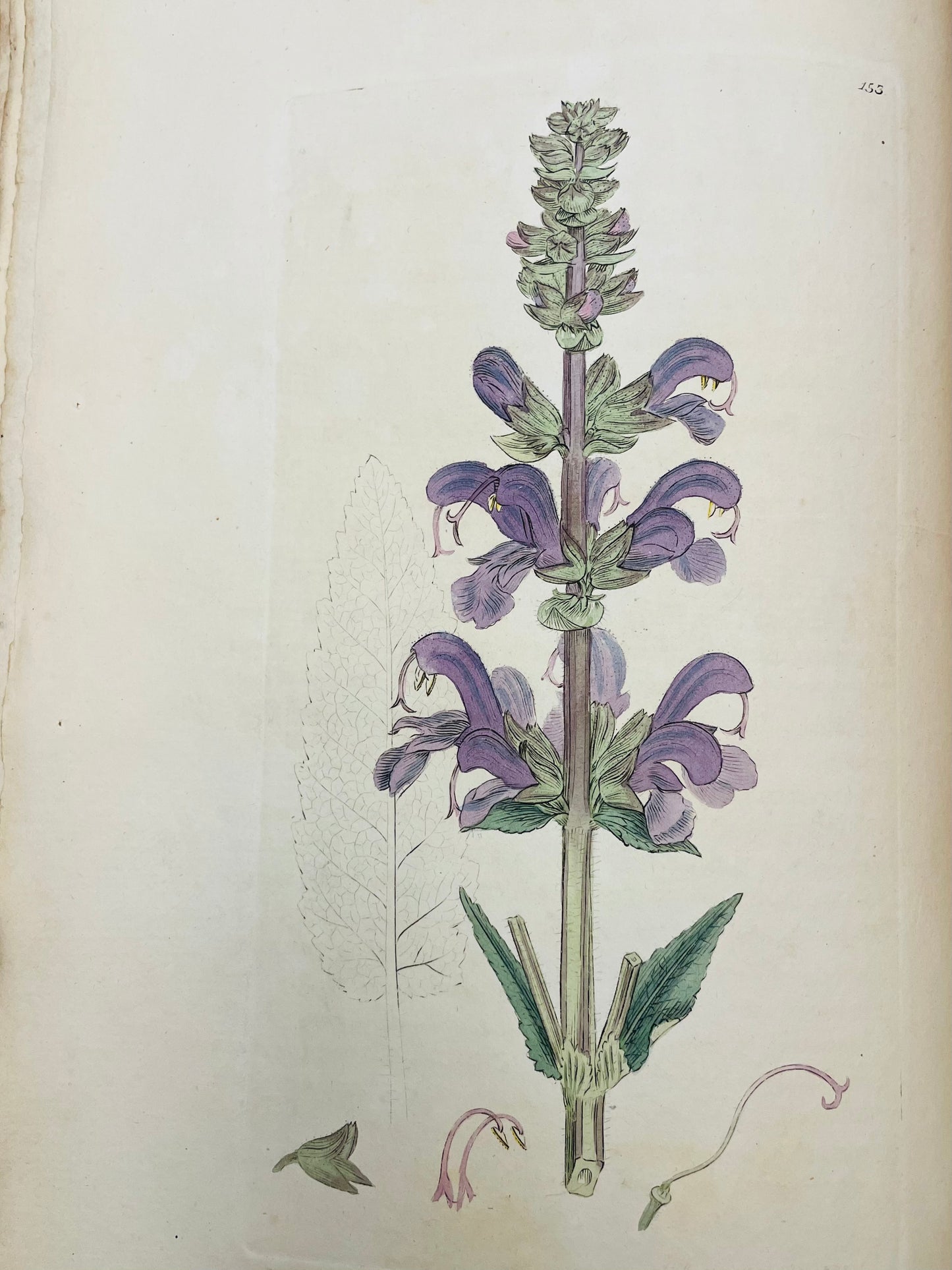 English Botany by James Sowerby Vol.3 - 1794