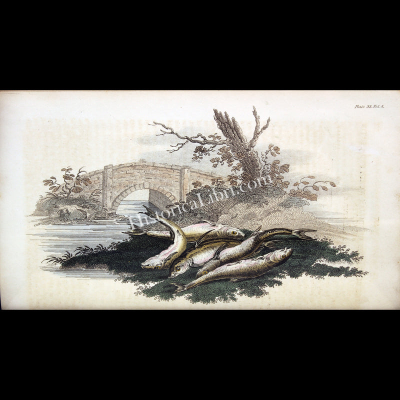 Ackermann's Repository 1810 December Plate 33 Gudgeons