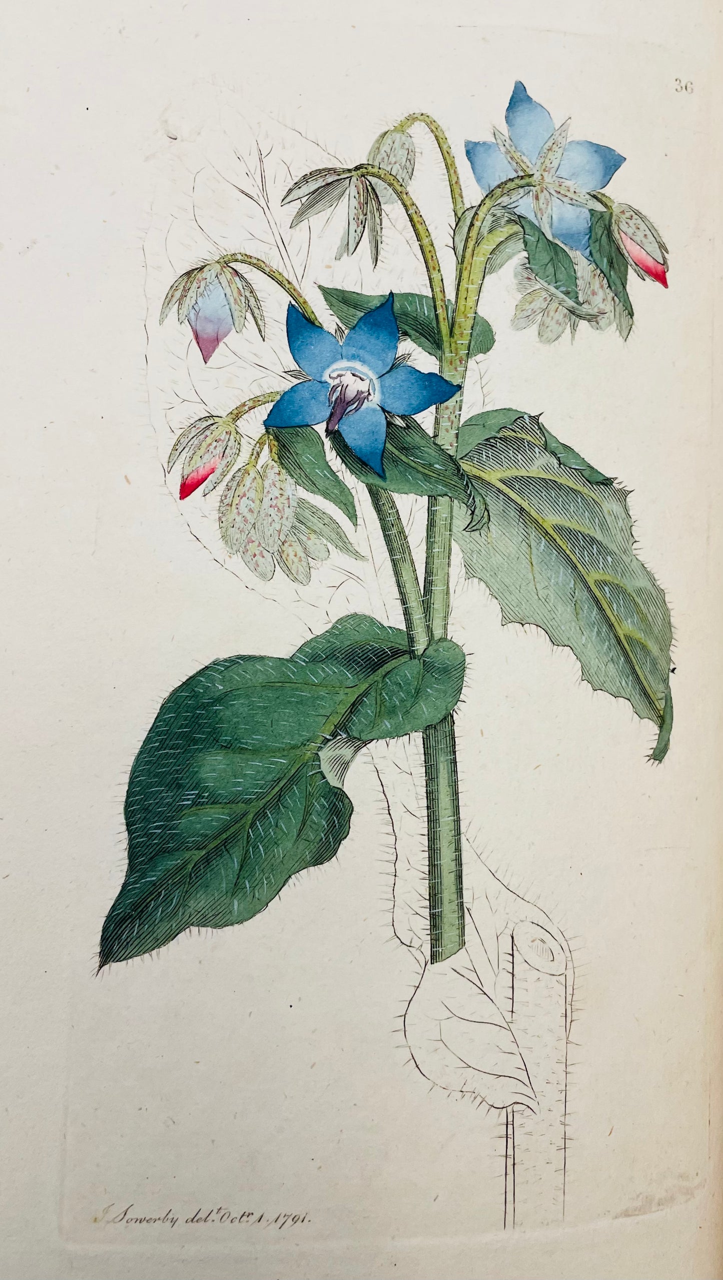 English Botany by James Sowerby Vol.1 - 1790