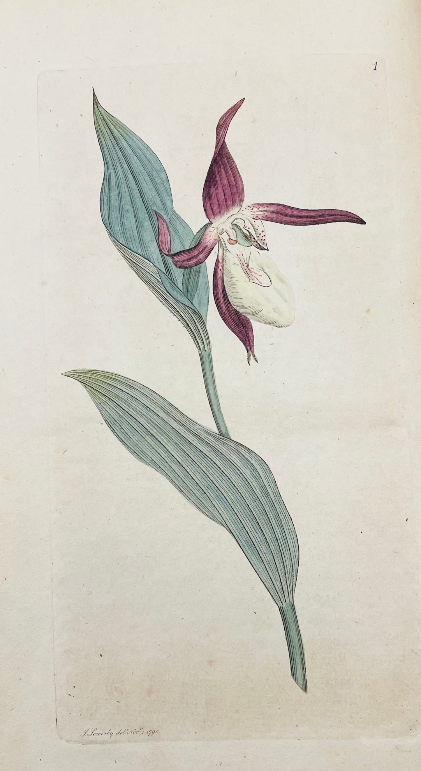 English Botany by James Sowerby Vol.1 - 1790
