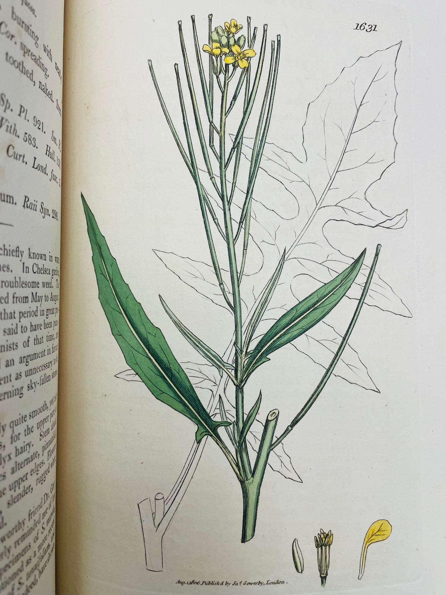 English Botany by James Sowerby Vol.23 - 1806