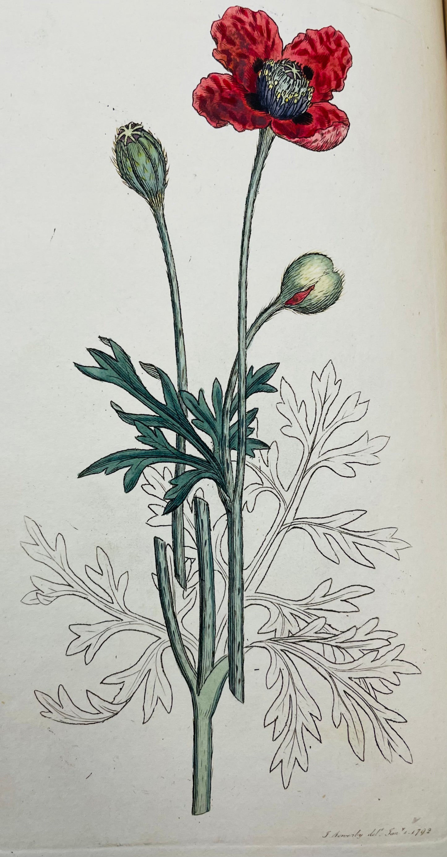 English Botany by James Sowerby Vol.1 - 1790
