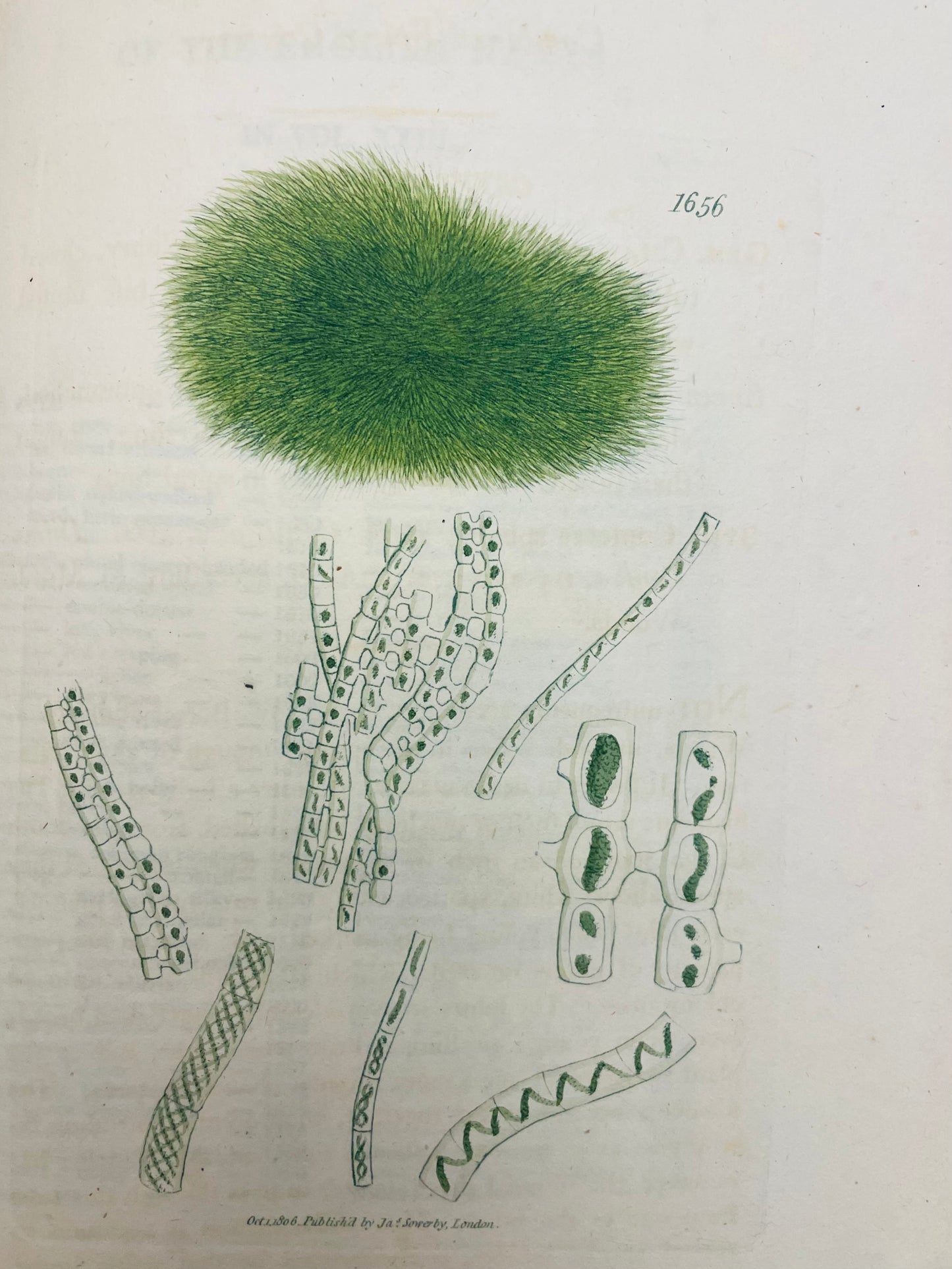 English Botany by James Sowerby Vol.23 - 1806