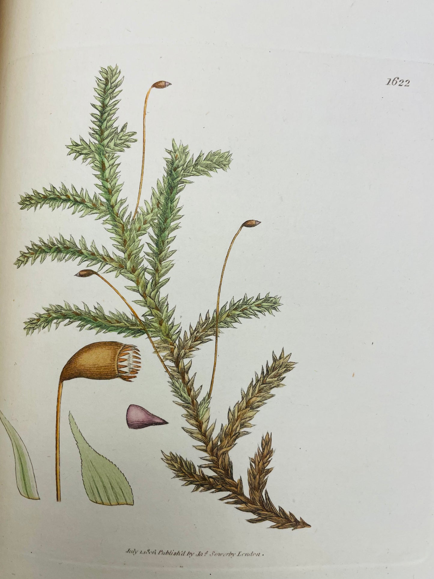 English Botany by James Sowerby Vol.23 - 1806