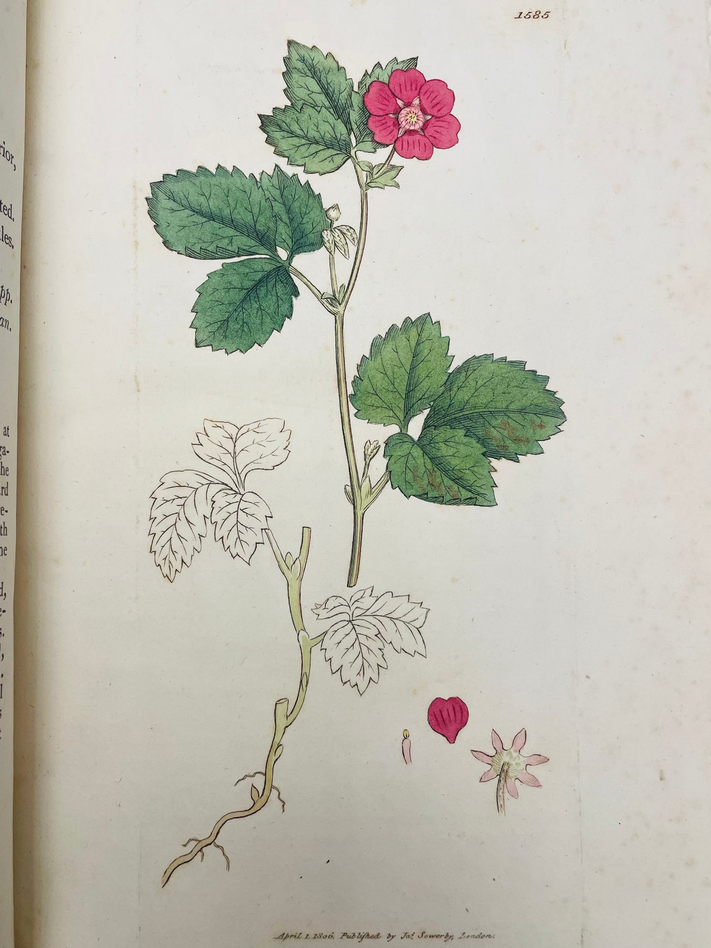 English Botany by James Sowerby Vol.23 - 1806