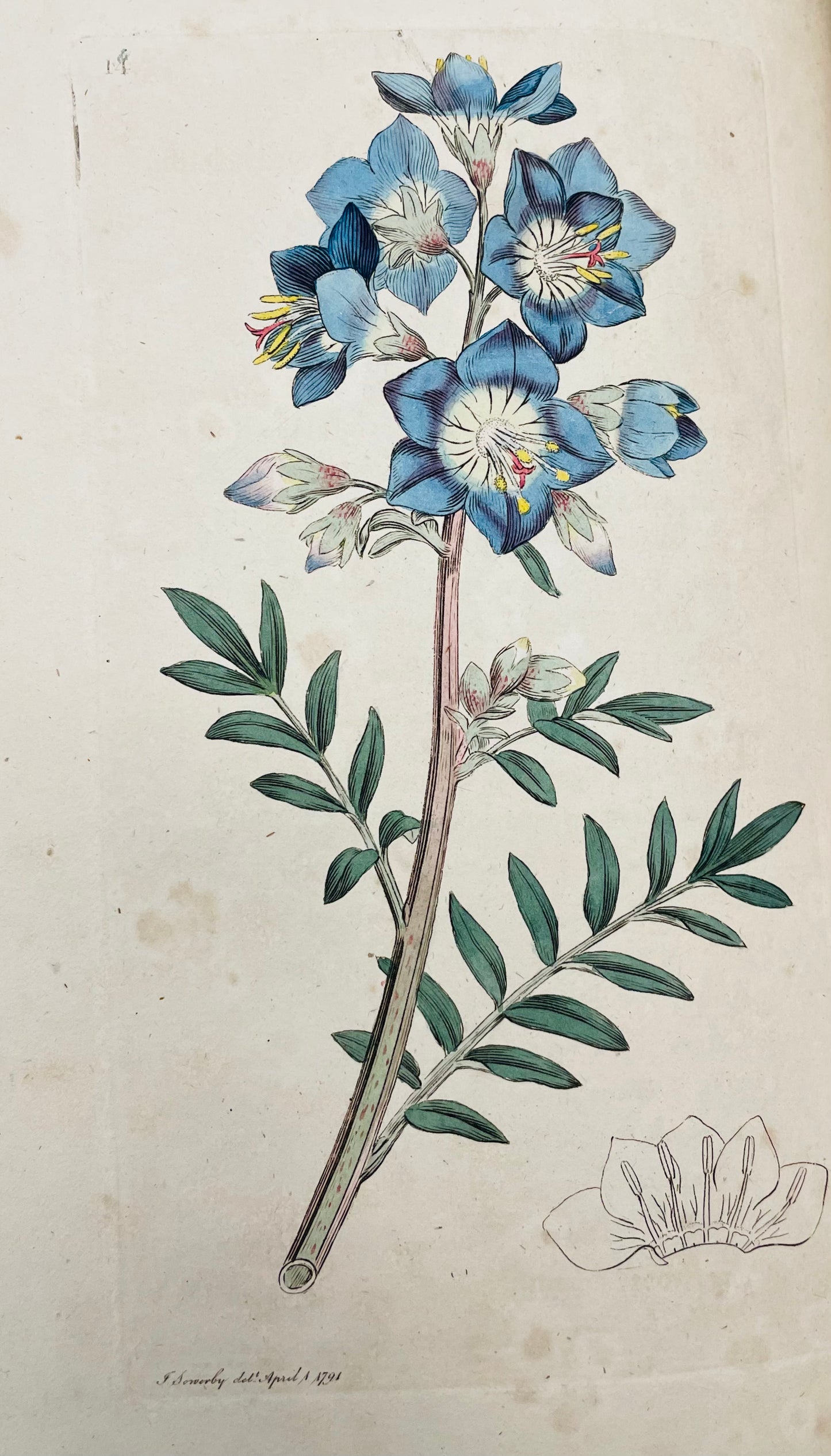 English Botany by James Sowerby Vol.1 - 1790