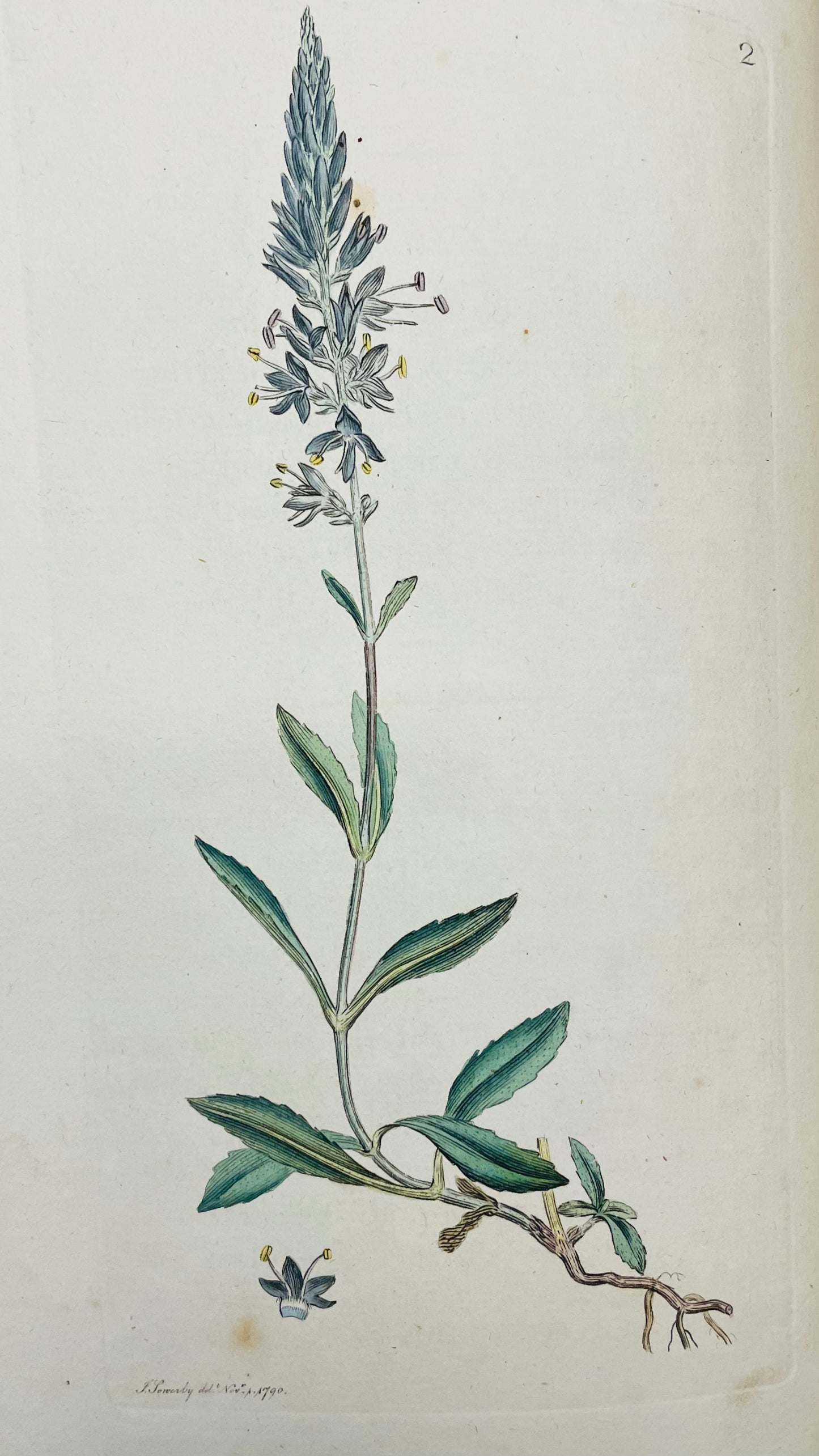 English Botany by James Sowerby Vol.1 - 1790
