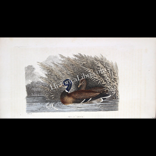 Ackermann's Repository 1809 November Plate 28 Wild Duck