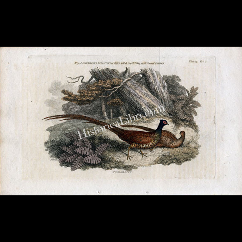 Ackermann's Repository 1809 September Plate 15 Pheasant