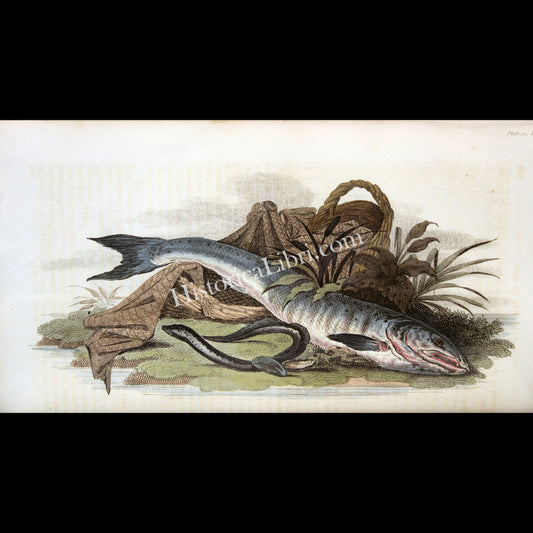 Ackermann's Repository 1811 April Plate 20 Lampkey & Salmon