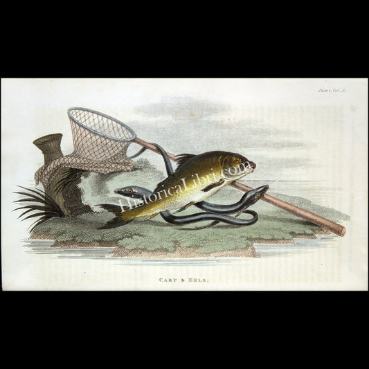 Ackermann's Repository 1811 January Plate 1 Carp & Eels