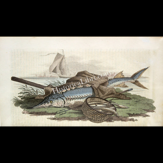 Ackermann's Repository 1811 May Plate 27 Sturgeon & Smelts