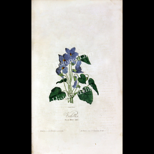 Ackermann's Repository 1815 June Plate 32 Violettes