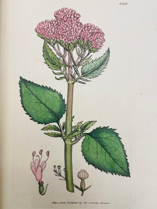 English Botany by James Sowerby Vol.23 - 1806