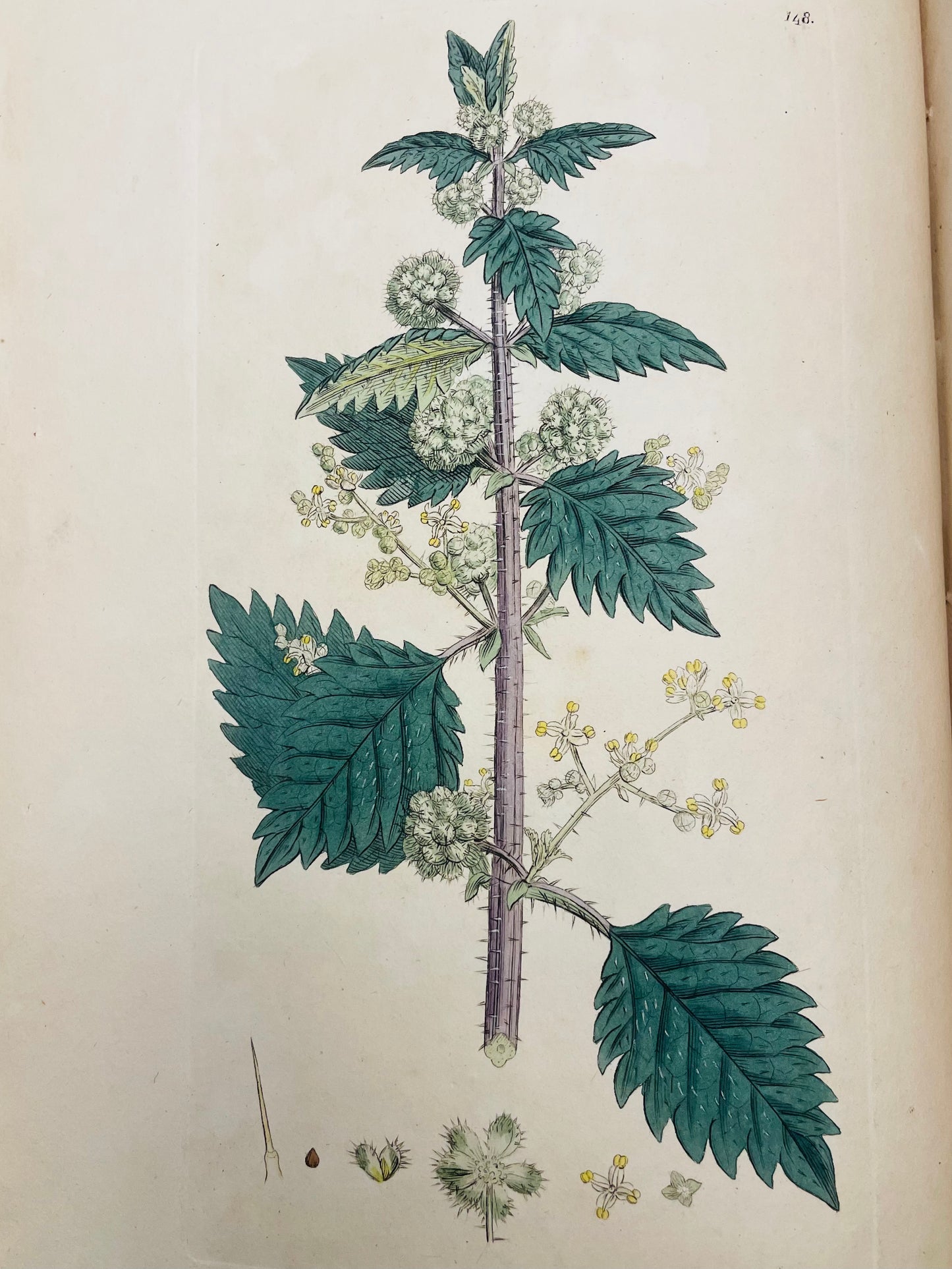 English Botany by James Sowerby Vol.3 - 1794