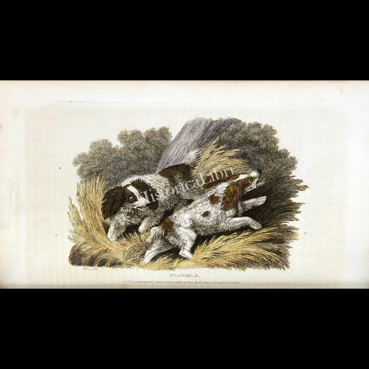 Ackermann's Repository 1809 April Plate 18 Spaniels