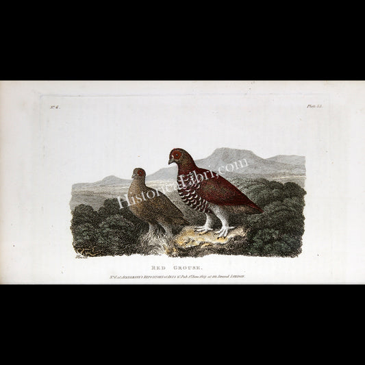 Ackermann's Repository 1809 June Plate 25 Red Grouse