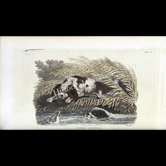 Ackermann's Repository 1809 May Plate 20 British Sports - Water Spaniels