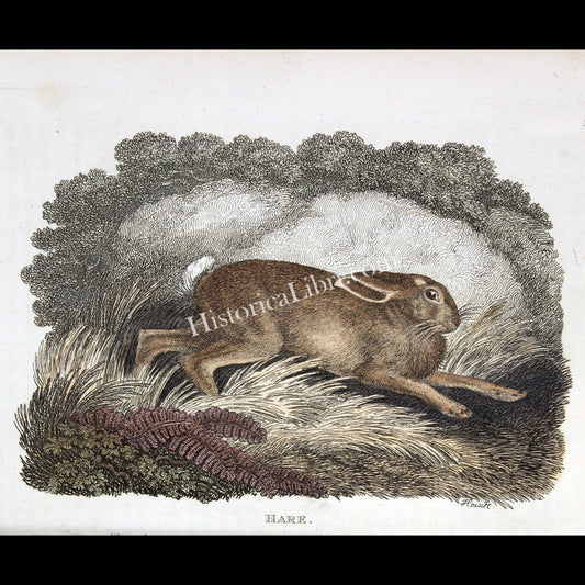 Ackermann's Repository 1809 December Plate 34 Hare