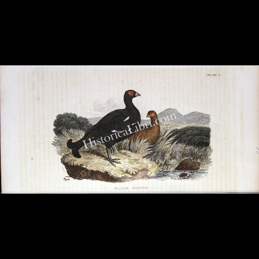 Ackermann's Repository 1809 July Plate 1 Black Grouse